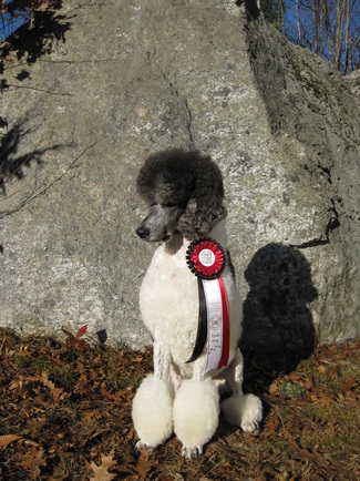 Poodle HCC trim with clipped ears