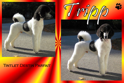 Tintlet Destin Parfait - Parti Poodle Tripp