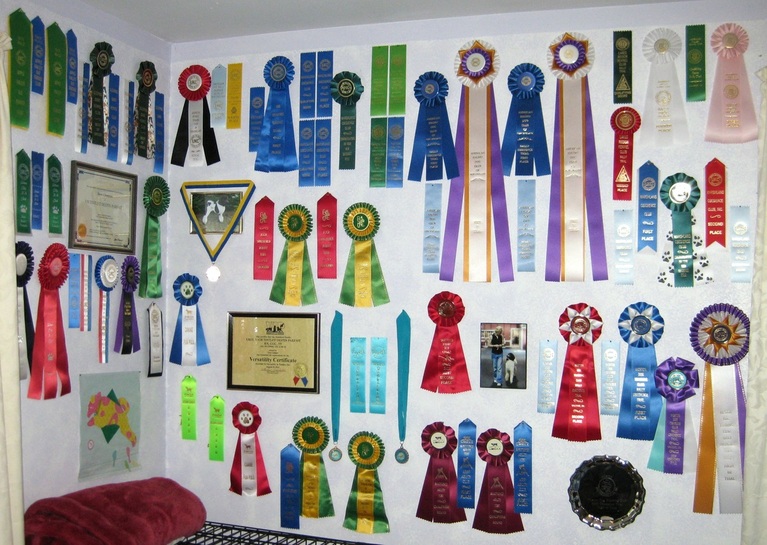 Tripp's ribbons at barely 3 years old!