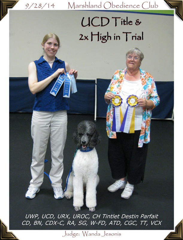 Obedience Poodle High in Trials