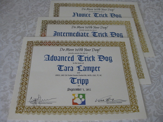 trick dog title certificates