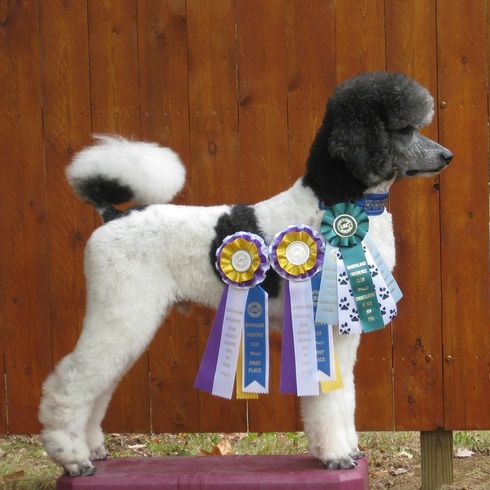 Dog Obedience High in Trial - Tripp with all his ribbons