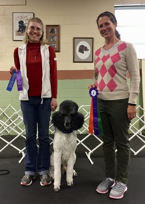 OTCH Standard Parti Poodle Obedience Champion